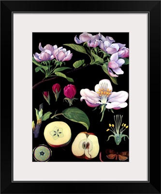 Apple Tree - Botanical Illustration
