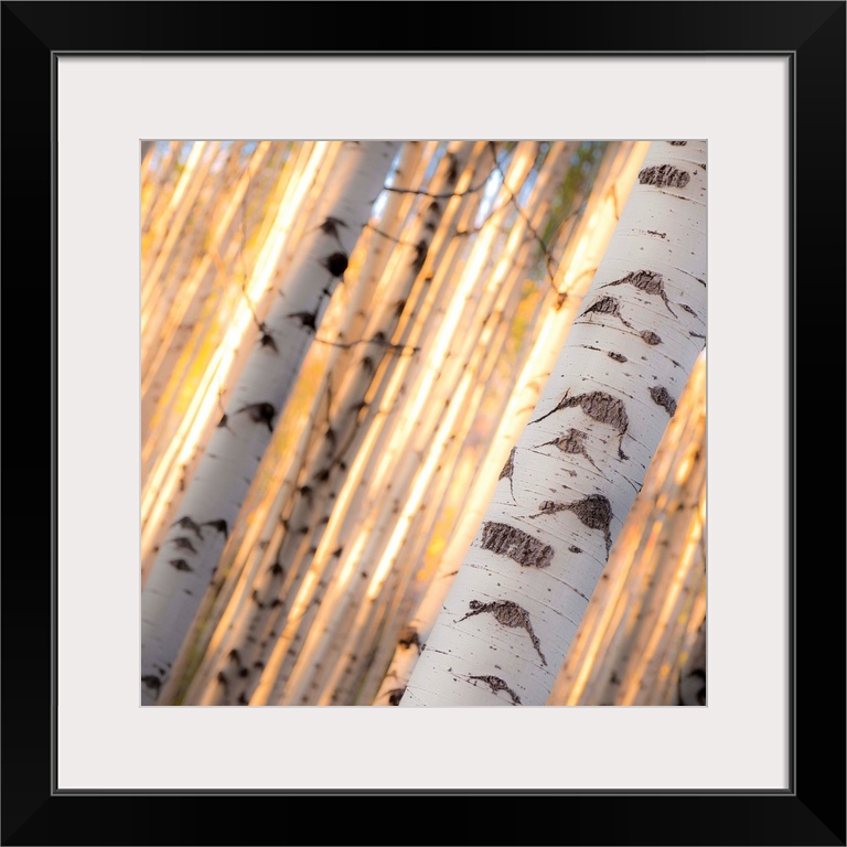 Close-up of birch bark in a forest