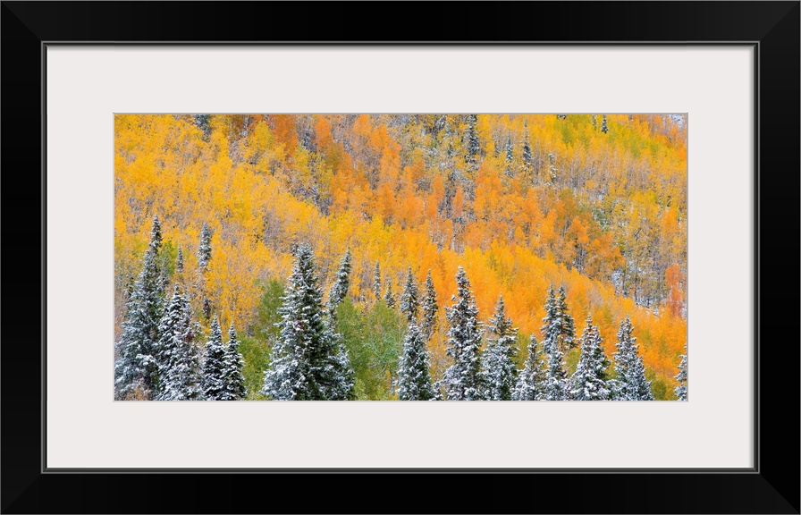 A photograph of a sea of aspen and evergreens trees in fall foliage.