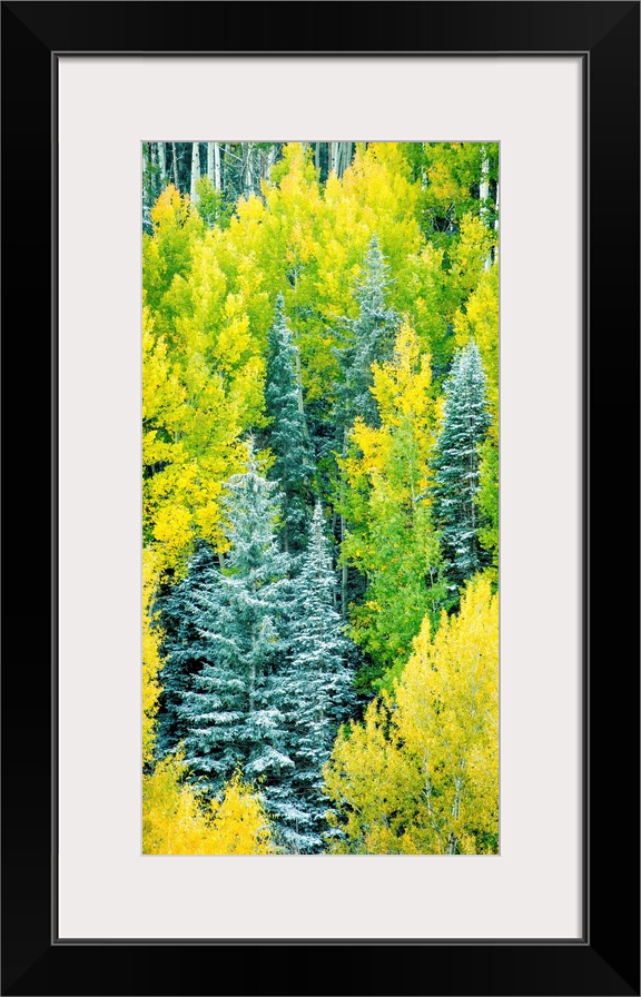 Photograph of Autumn pine trees.