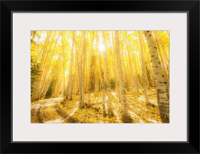 Landscape photograph of bright yellow birch trees in the woods with the sun shining through.