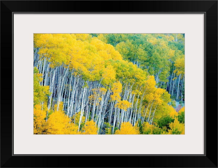 Photograph of Aspen tree tops with yellow and green leaves.