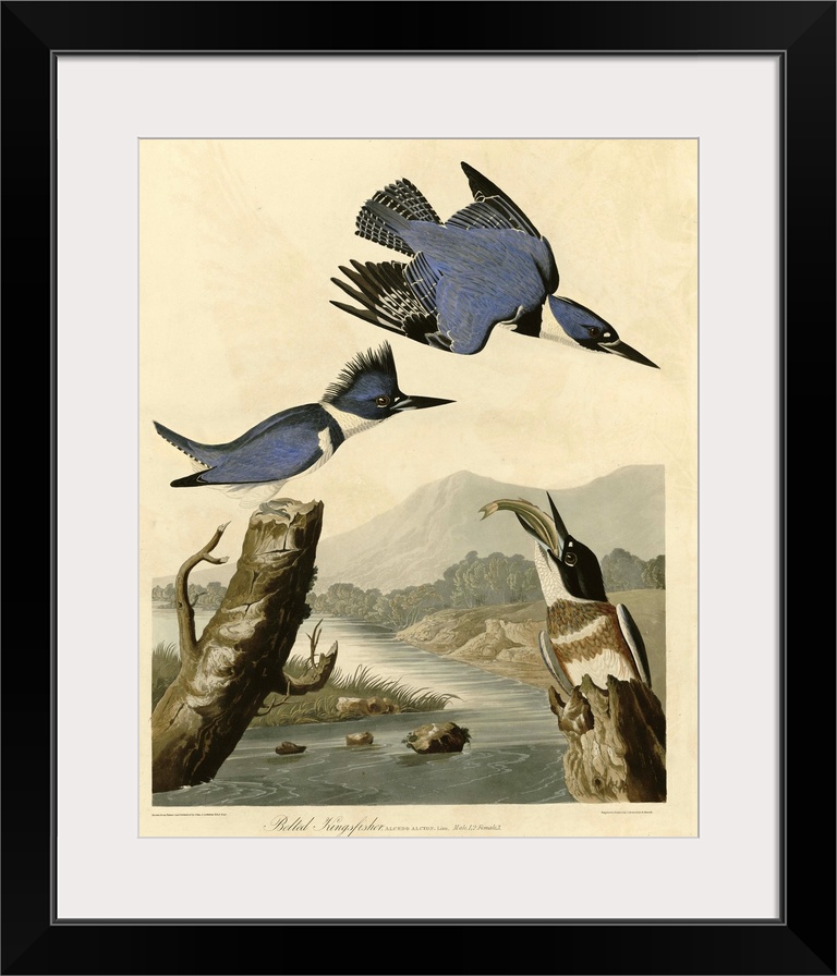 Audubon Birds, Belted Kingfisher