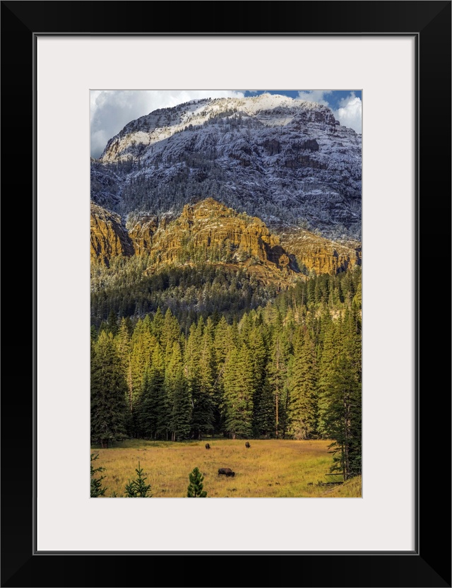 A photograph of bison grazing in a clearing in front of a thicket of forest, with mountains in the background.