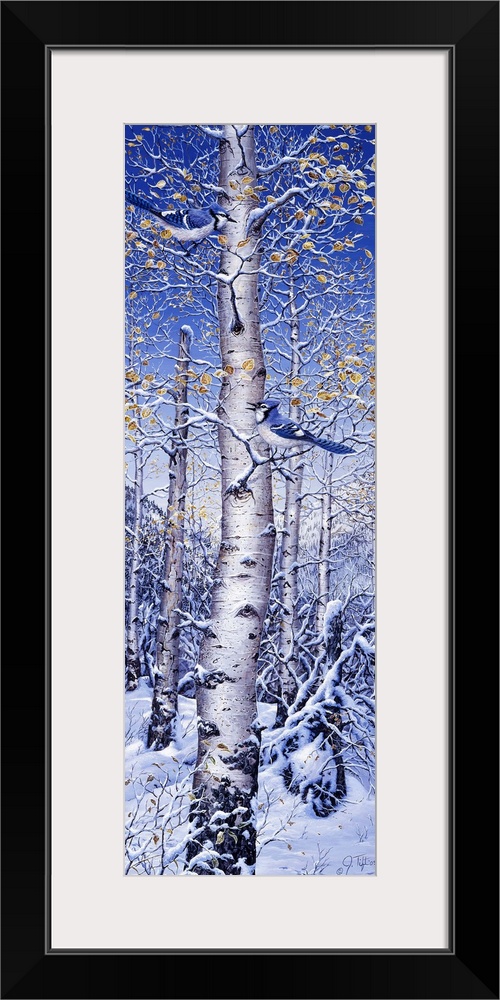 A bluejay in a white birch tree, snow covering the ground.