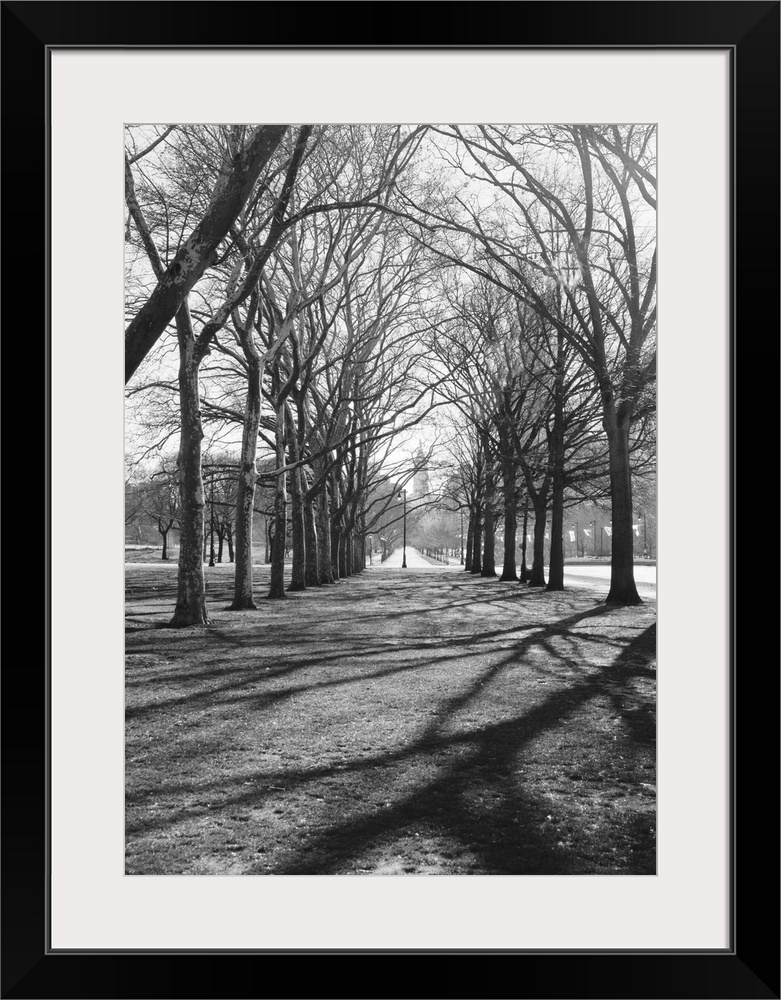 Branch Shadows