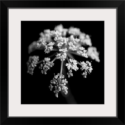 BW Clematis 01