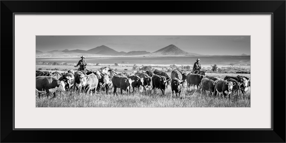 Black and white panoramic photograph of two cowboys herding cattle.