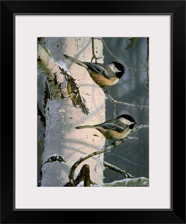 Two chickadees on a white birch tree branch.