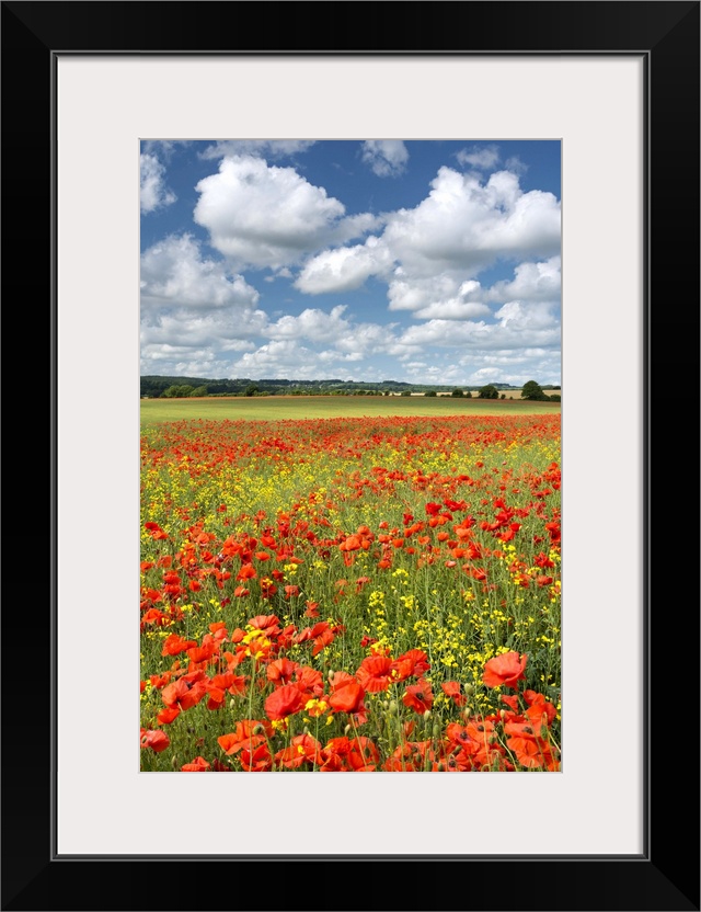 Bright red poppies in a field under a sky with large white clouds.