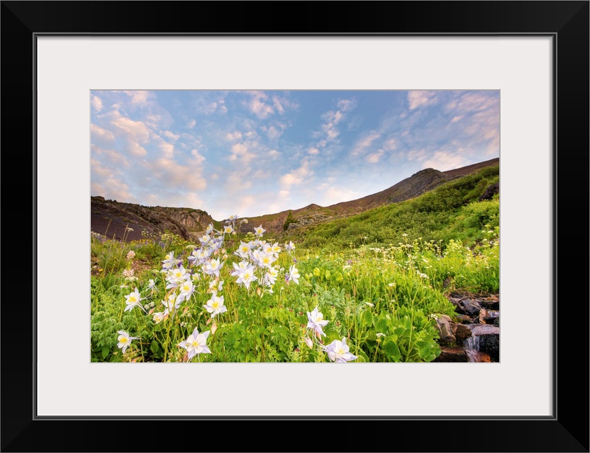 flowers in a field, color photograph