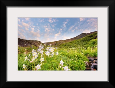 Columbine Morning II