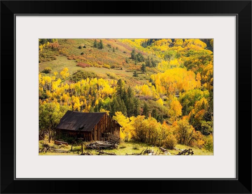 Birch trees, golden leaves and sunlight, color photography