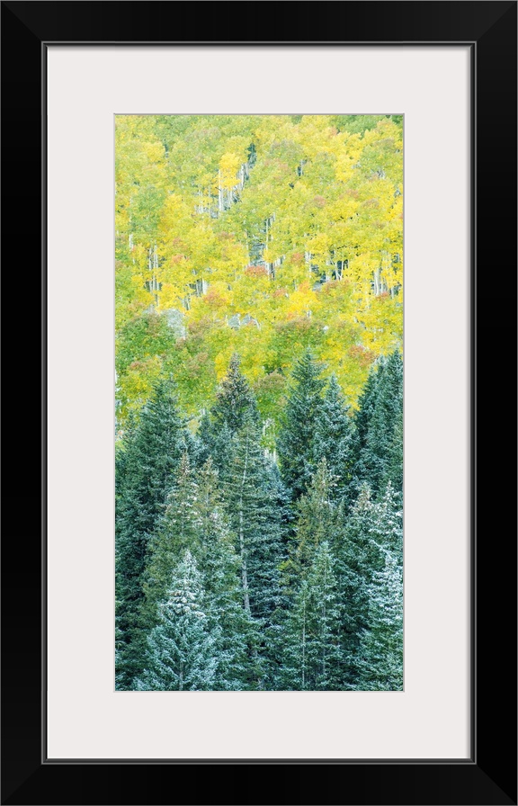 Landscape photograph of snow covered pine tree tops in Autumn.