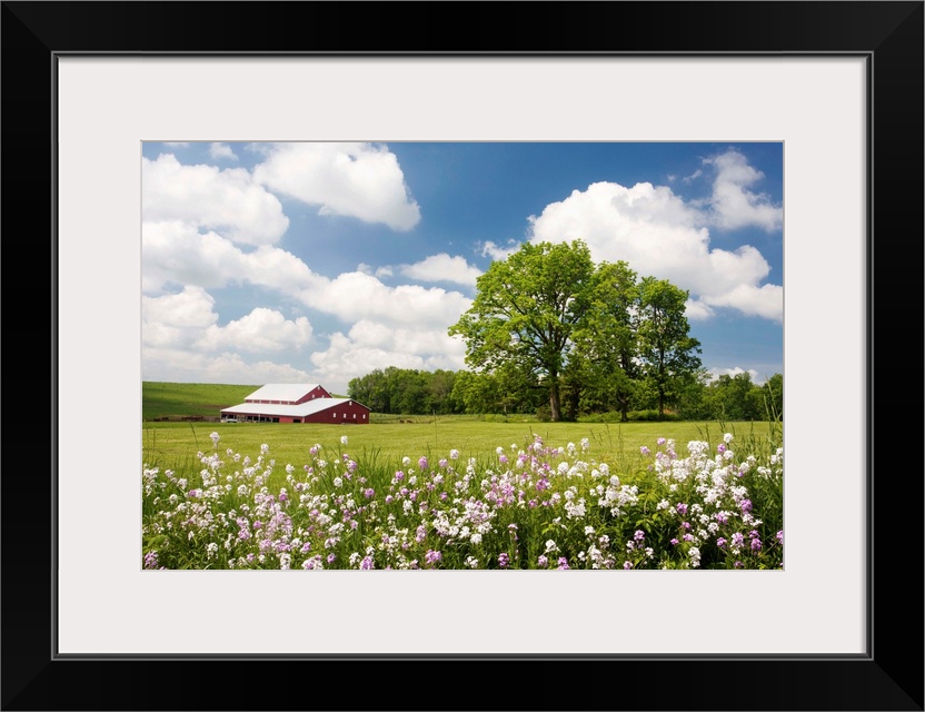 Photograph of a rural field filled with wildflowers.