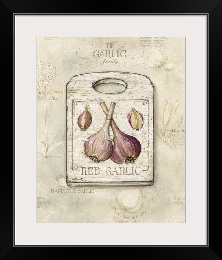 Background parchment with The Garlic Family: allium bloom, german red, wild ramps, hardneck garlic, allum ampelopraewn-ele...