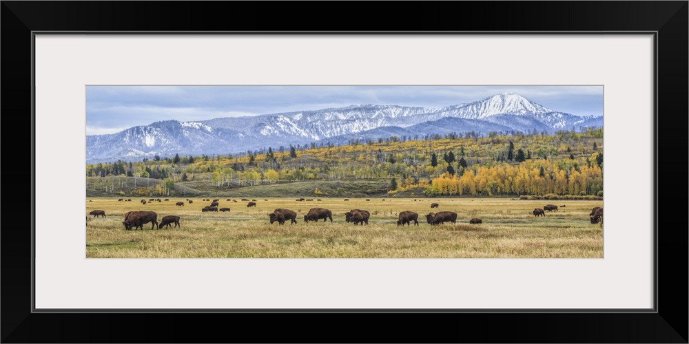 A photograph of bison grazing on the plains below the Teton mountains.