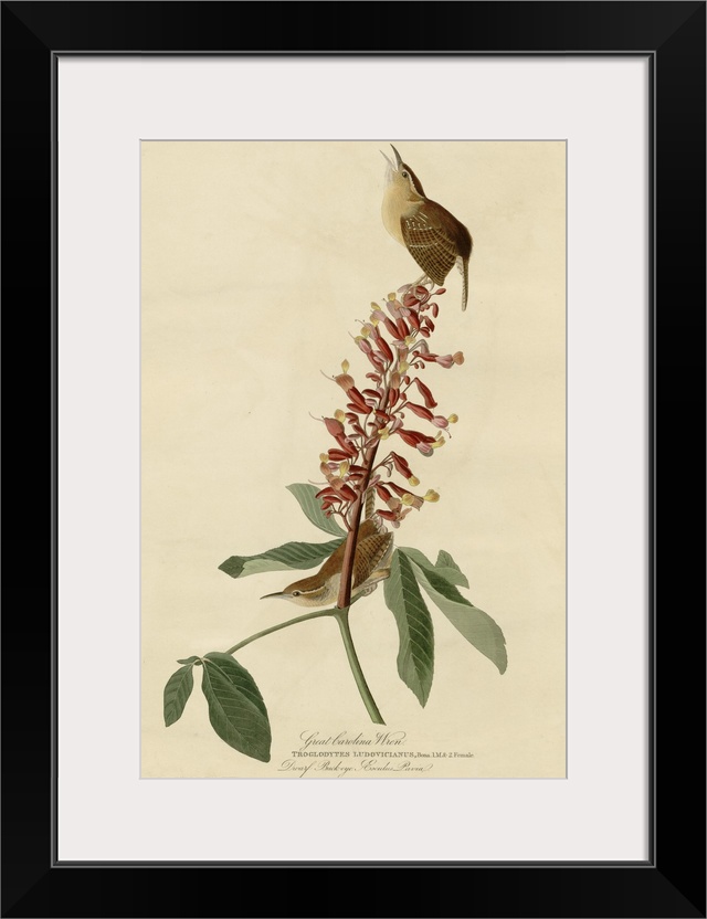 Audubon Birds, Great Carolina Wren