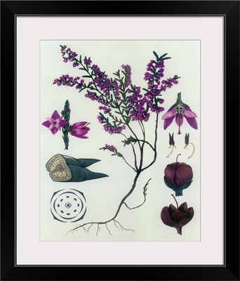 Heather - Botanical Illustration
