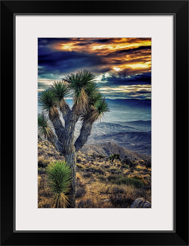 A photograph of a Joshua tree in the Joshua Tree national park.