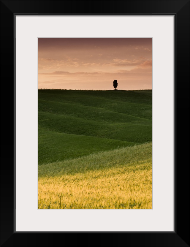 A photograph of a lone cypress tree seen in a Tuscan landscape with rolling green fields.