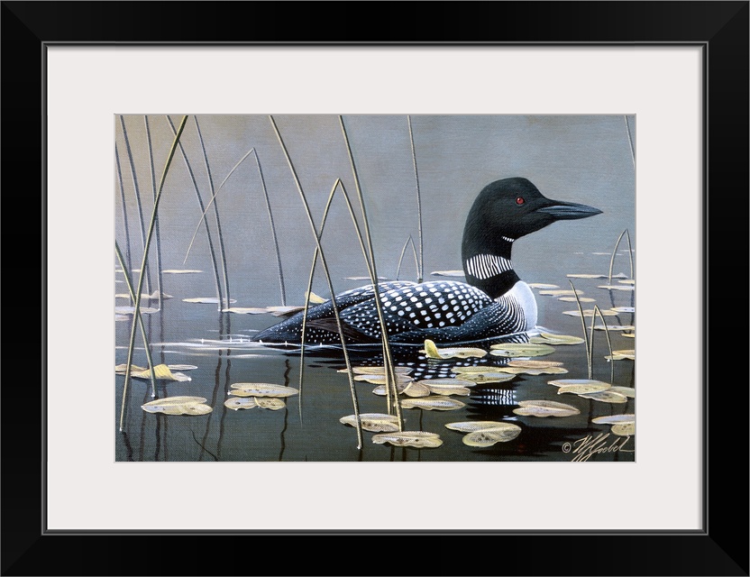 Loon swimming in water.