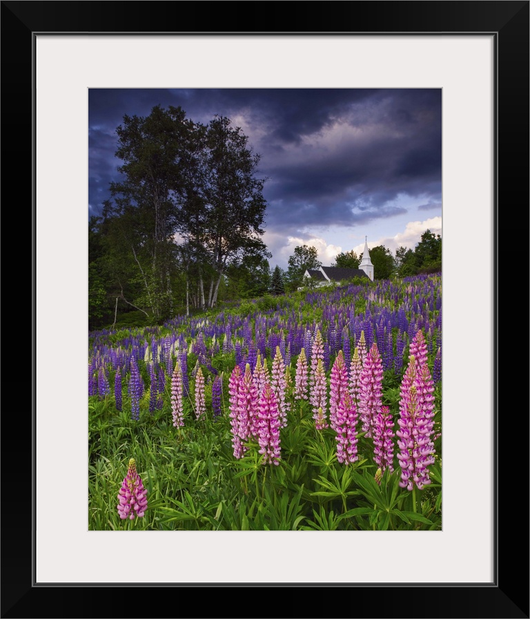 Photograph of pink and purple flowers on a hillside under dark aggressive clouds in the countryside.