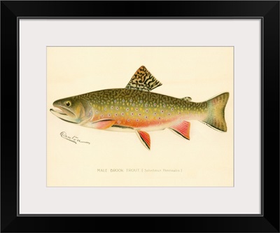 Male Brook Trout