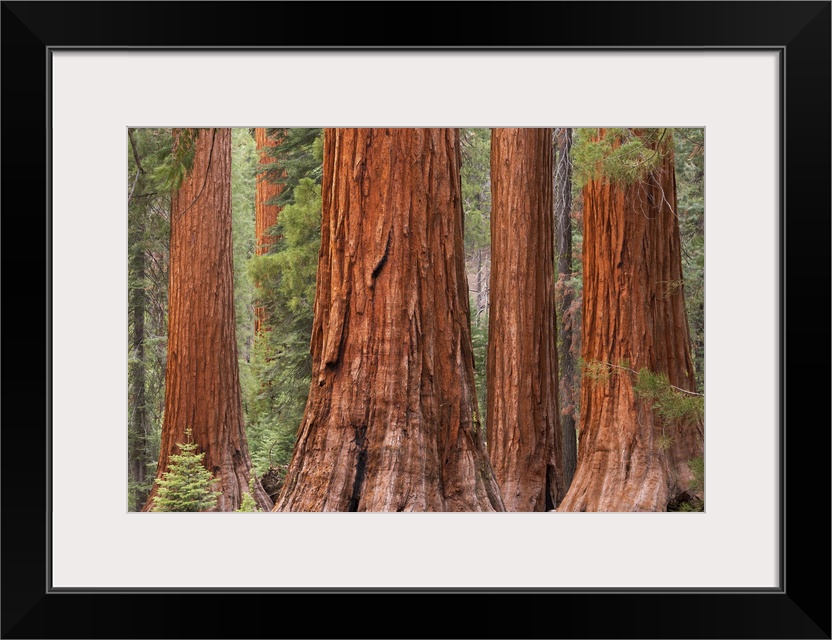 Sturdy redwood trees in a forest in Northern California.