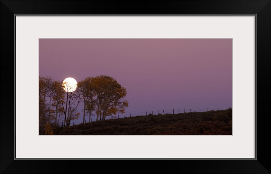 Landscape photograph of a field with a few trees and a full moon rising in the purple sky.