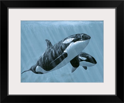 Mother And Son- Orcas