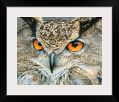 Orange-Eyed Owl