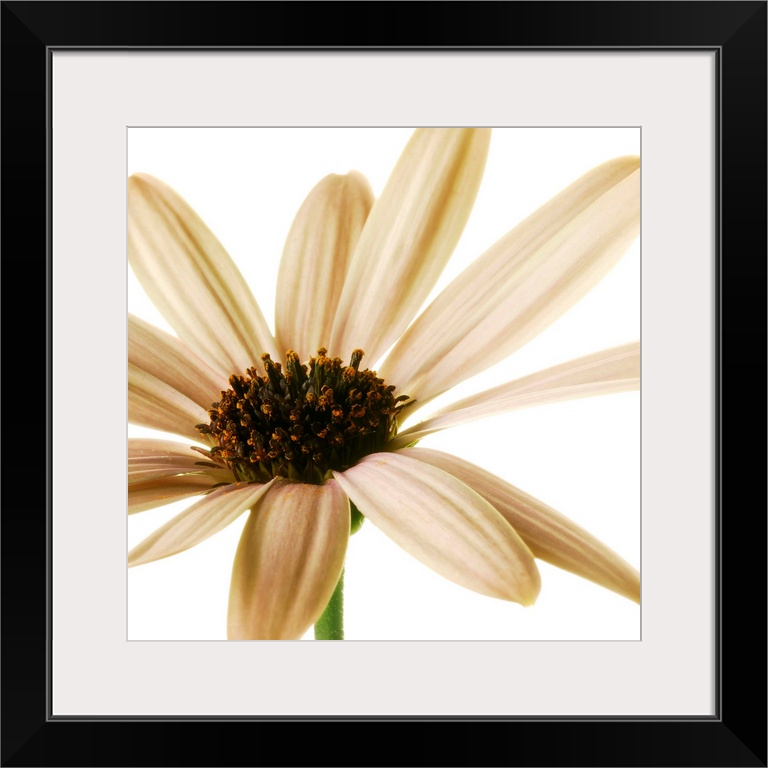 Osteospurmum on White 01