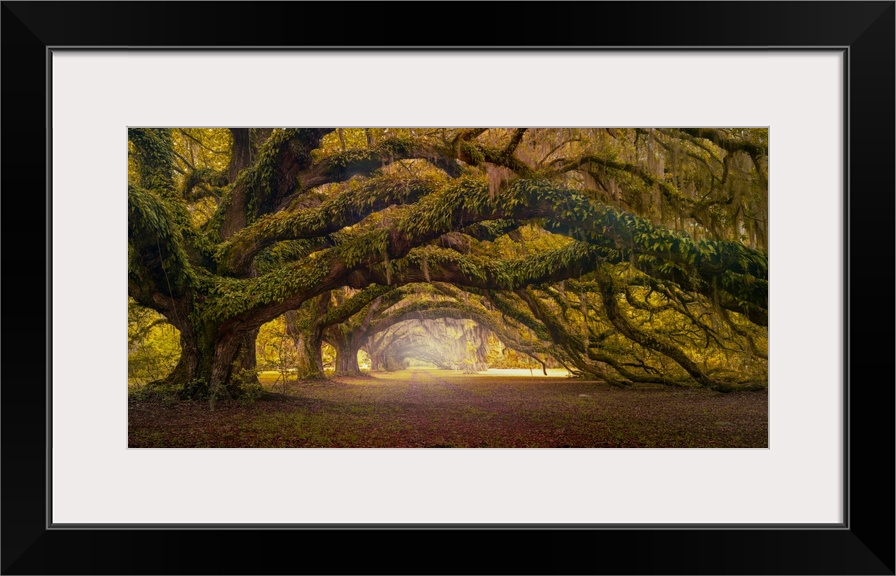 Fine art photograph of spanish moss dripping from the branches of a mature live oak tree