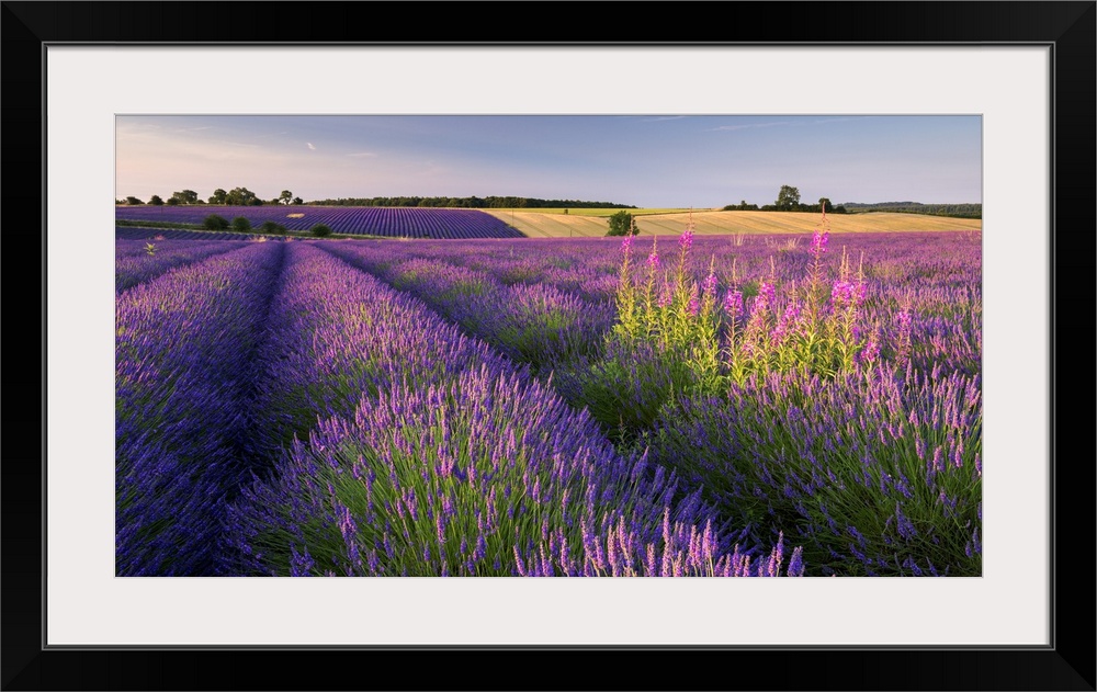 Bright purple lavender fields in warm sunlight.