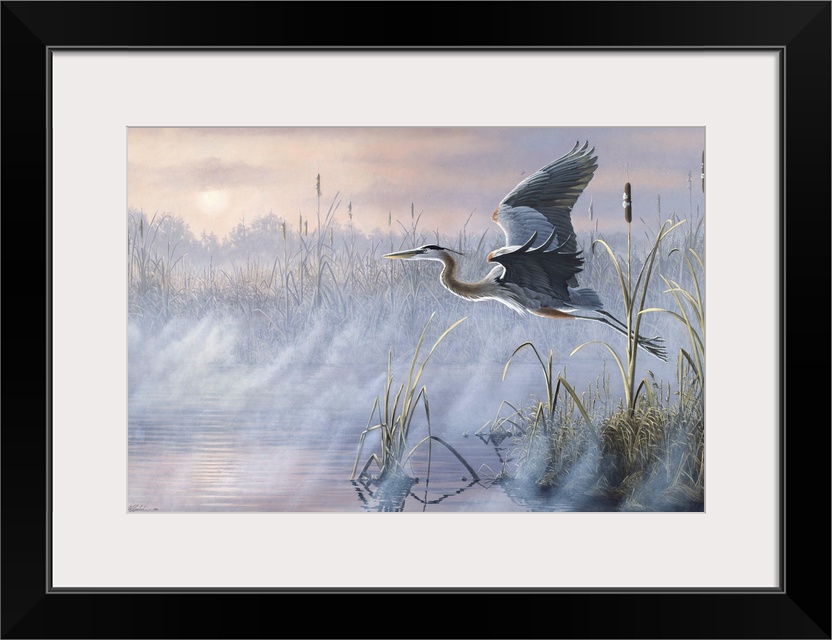 Great Blue Heron flying over a misty marsh at sunrise.