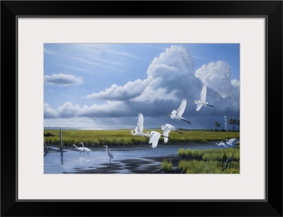 Summer Storm Egrets