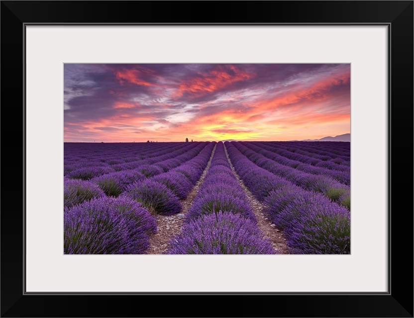 A photograph of rows of lavender crops under a warm sunset bathed sky.