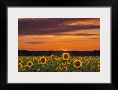 Sunset over Sunflowers