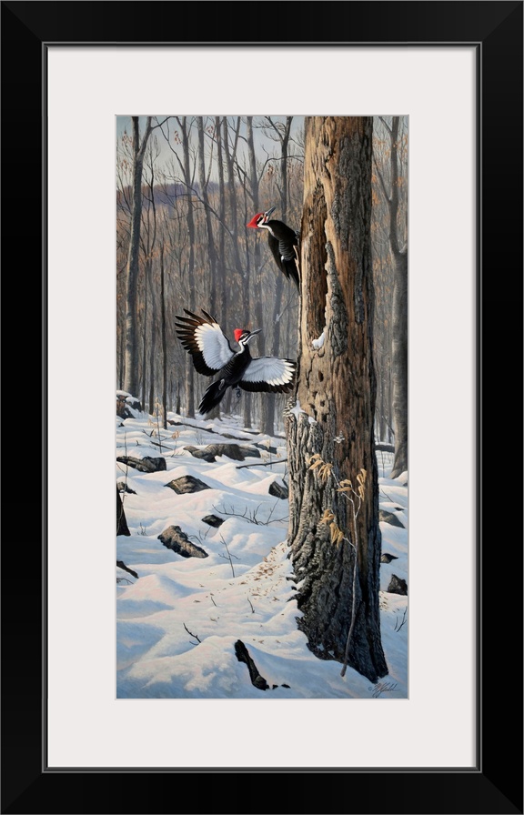 Swooping In - Pileated Woodpeckers