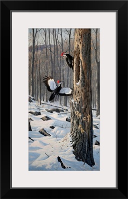 Swooping In - Pileated Woodpeckers