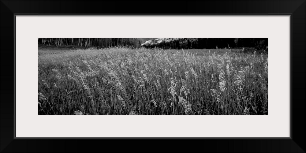 Black and white photograph of tall grass in a valley.