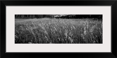 Tall Grass 9