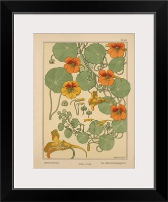 The Plant and its Ornamental Applications, Plate 40 - Nasturtium