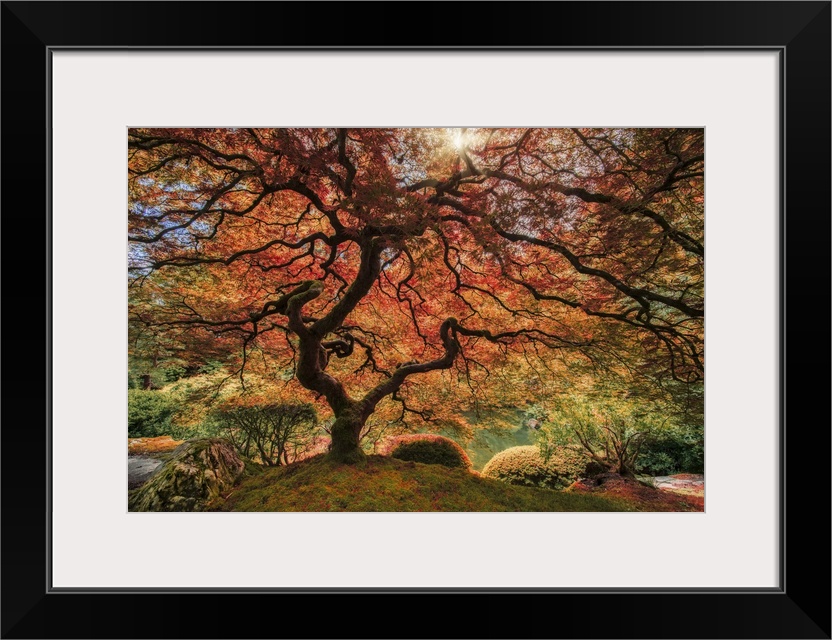 An artistic photograph of an old Japanese maple tree in autumn foliage in a zen garden.