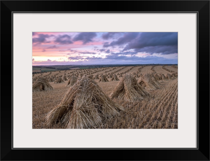Haystacks in a field under a sky with pink and purple sunset light.