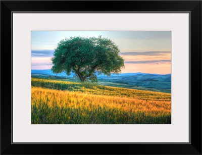 Tuscan Tree Pink Sunset