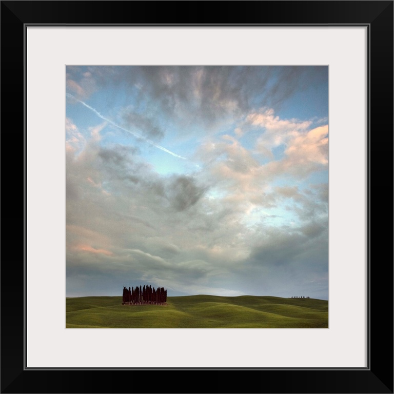 Tuscany VIII - a stand of Cypress trees in front of a bright sky