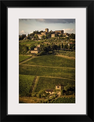 Tuscany Vineyard II