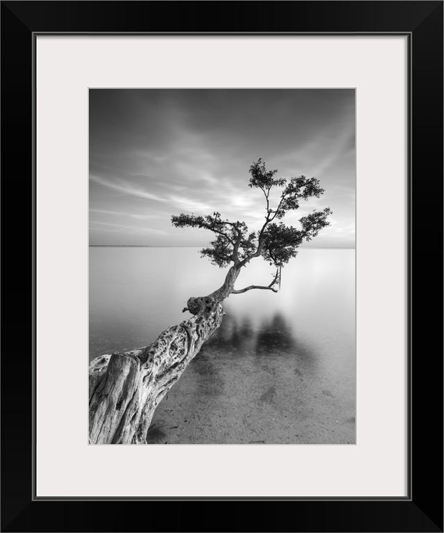 ocean, tree water Black and White photography